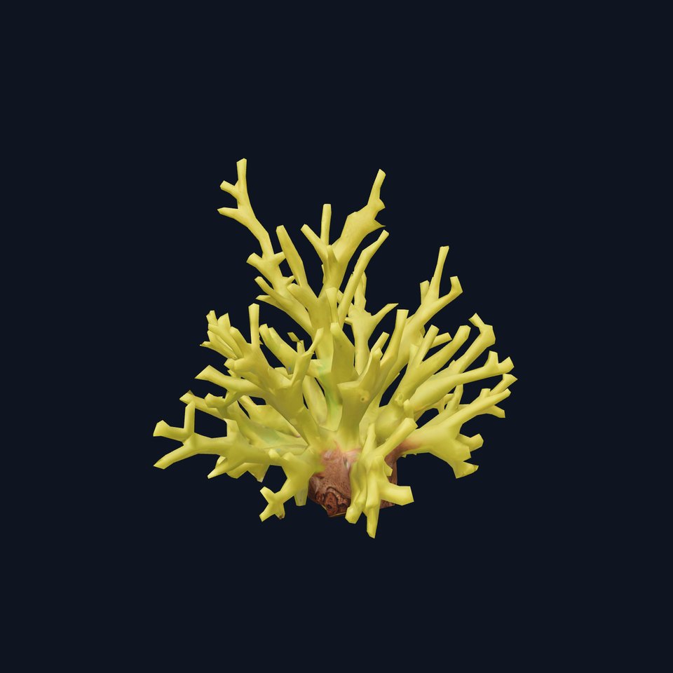 Vibrant Yellow Coral model pack